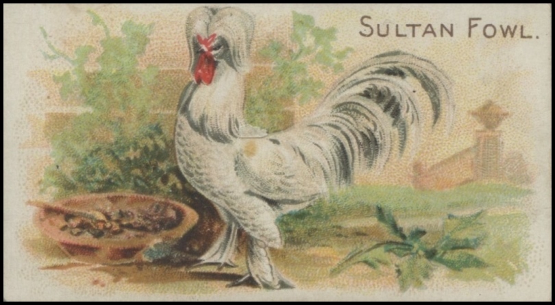 Sultan Fowl